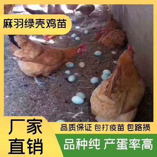 衡南县高产麻羽绿壳蛋鸡苗，产蛋率高