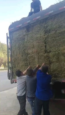长顺县伸筋草大货