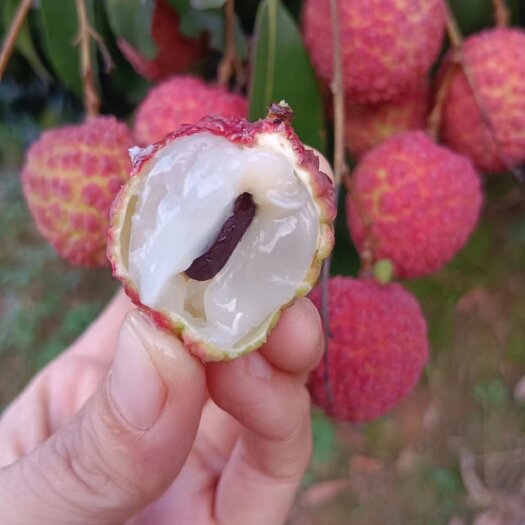 灵山县灵山香荔桂味荔枝【整箱6斤】当季水果新鲜现摘大果新鲜核小皮薄