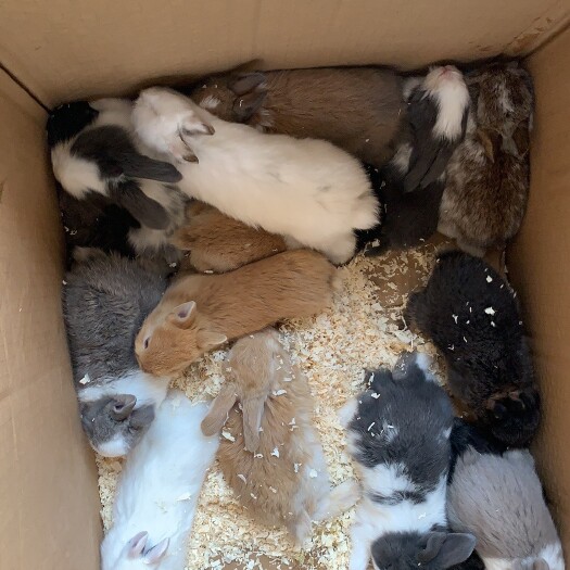 昆山市宠物兔小白兔侏儒兔，垂耳兔，卢丁鸡批发，货源充足稳定，长期供