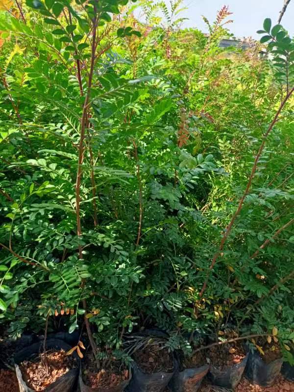 清香木 小袋中袋清香木 基地直供 薄利多销