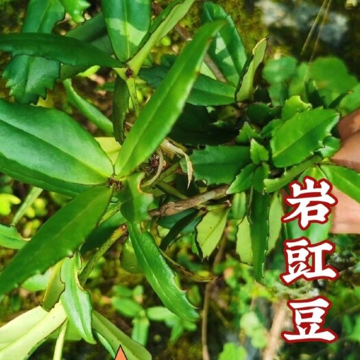 紫云县贵州石豇豆 石吊兰 石泽兰纯中草药新鲜发货