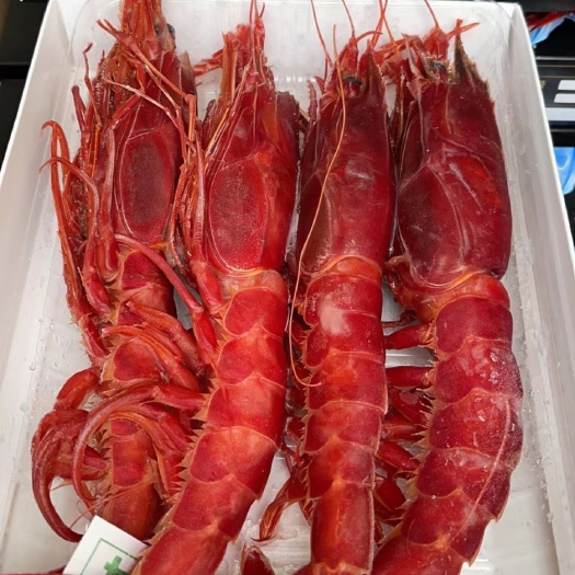 上海红魔虾