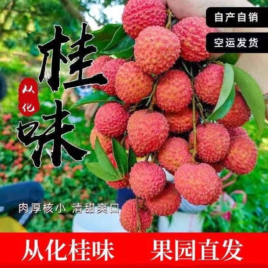 广州广州从化桂味当季荔枝新鲜当季孕妇水果现摘现发包邮10斤装
