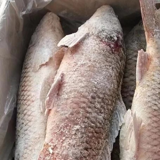 永城市冷冻开背鲤鱼