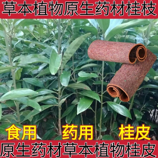 盐津县草本植物原生肉桂桂皮树大桂树官桂陈桂剥皮桂树山地桂皮药用食用