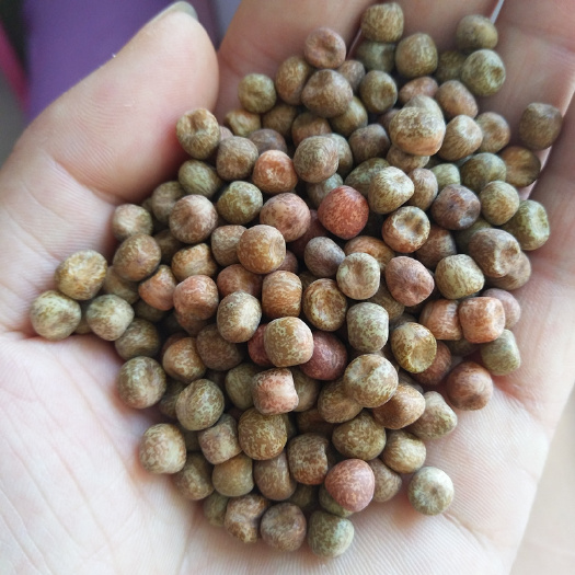 中牟县麻豌豆可发豌豆芽苗菜干生麻豌豆苗水培蔬菜灰豆子灰豆汤原料鸽粮