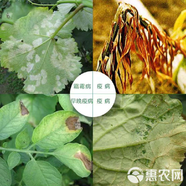 中保霜霉疫净霜脲锰锌霜霉病疫病辣椒马铃薯蔬菜农用杀菌剂整箱