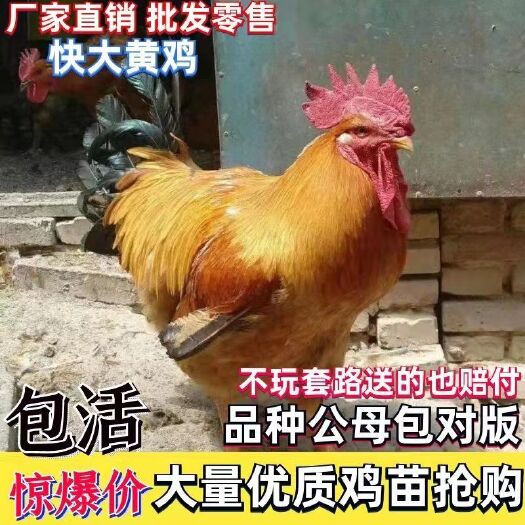 沭阳县快大黄脚麻鸡苗，厂家促销中，包预防，包品种，包存活
