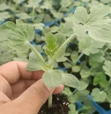 丰顺县美都西瓜苗嫁接西瓜苗抗病薄皮育苗基地直供