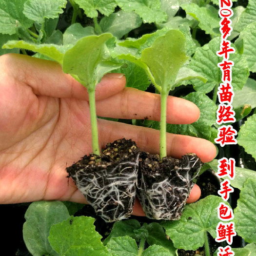 丰顺县黑皮冬瓜苗吊冬瓜苗嫁接苗直播苗冬瓜苗根系直发