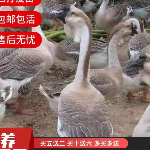 沭阳县大品灰狮头鹅