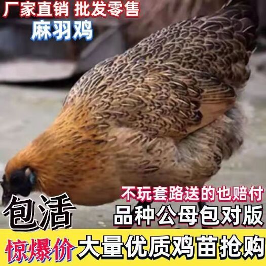 沭阳县麻鸡苗，厂家直销，包预防，包运输，包存活率