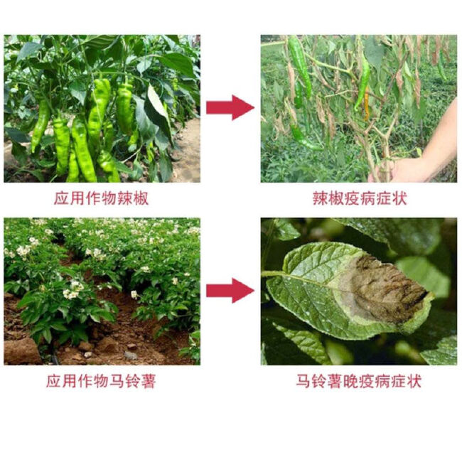 中保霜霉疫净霜脲锰锌霜霉病疫病辣椒马铃薯蔬菜农用杀菌剂整箱