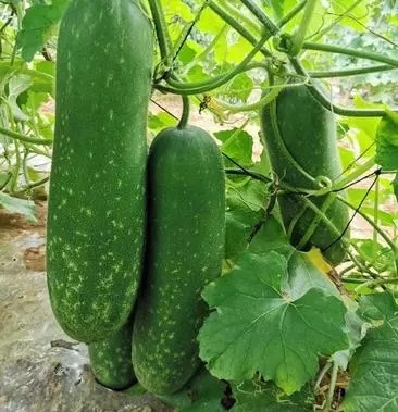 丰顺县毛瓜苗节瓜苗小冬瓜直播瓜苗嫁接瓜苗育苗基地直供可代工