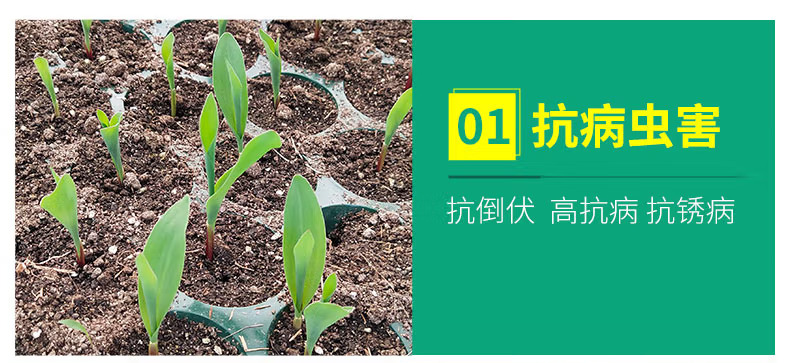 丰顺县【现苗】甜脆玉米苗 玉米苗