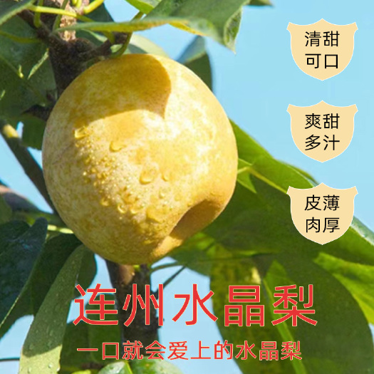 连州市清远连州水晶梨皮薄肉嫩清甜无渣多汁新鲜现摘现发