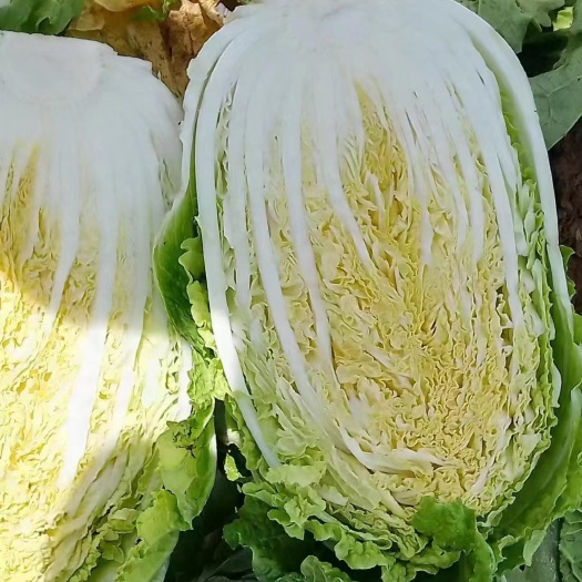 黄心白菜、夏阳白、新乡小包