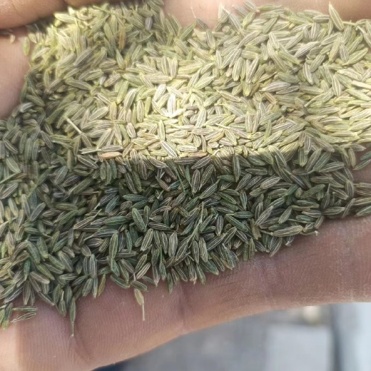 金塔县以当天价格为准，孜然  千粒重，颜色好，颗粒大，