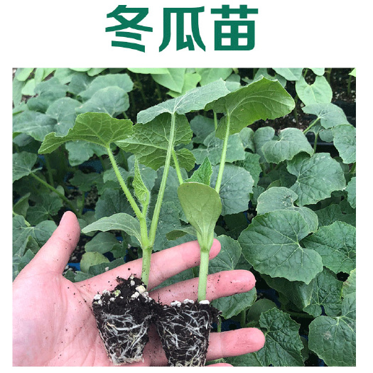 丰顺县白皮冬瓜苗吊冬瓜种苗嫁接苗直播苗冬瓜苗根系发达