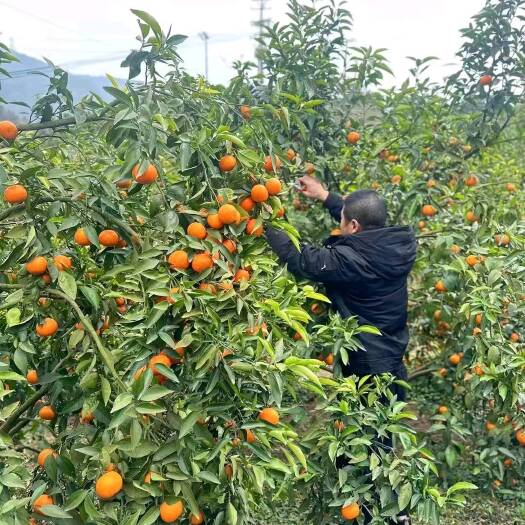 重庆市渝北玉峰山100亩柑橘园