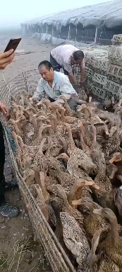 沭阳县金定蛋鸭苗，肉质还，产蛋量高，厂家包防疫包存活包运输