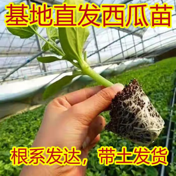 丰顺县精品美都优质西瓜苗西瓜苗现苗直发常年代育直播苗
