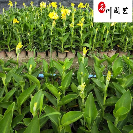 成都供应多色美人蕉-多年生-成都水生植物批发-公园湖边造景