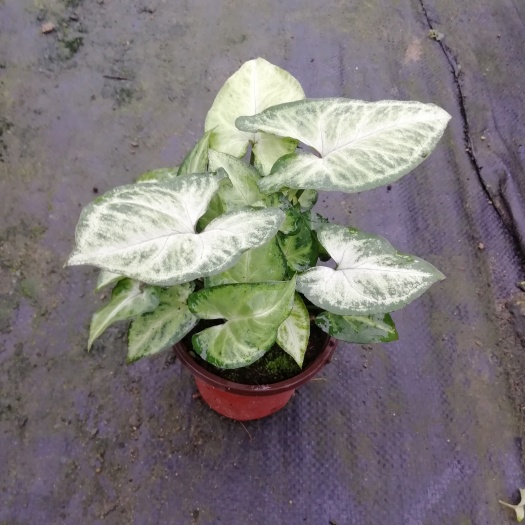 广州基地供应 办公居家 绿精灵合果芋90杯小盆栽室内花卉观赏植物