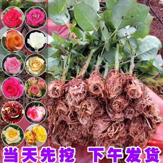 昆明2000棵月季花苗玫瑰花苗扦插玫瑰花卉四季开花室内外花卉