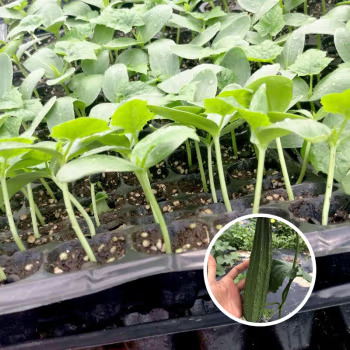 丰顺县精品丝瓜苗 菱角瓜苗