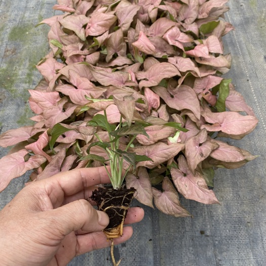广州源头厂家供应室内观赏植物合果芋苹果红小红梅 新奇花卉种苗批发