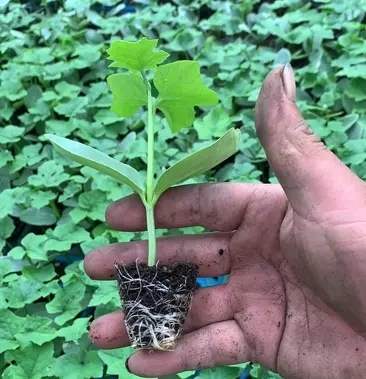 丰顺县花点丝瓜苗 肉丝瓜苗 八角瓜苗 菱角瓜苗