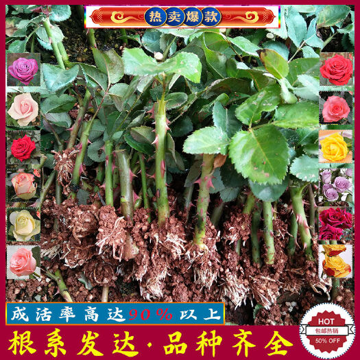 昆明1000棵玫瑰花苗四季开花易活好养盆栽地栽庭院阳台绿化苗
