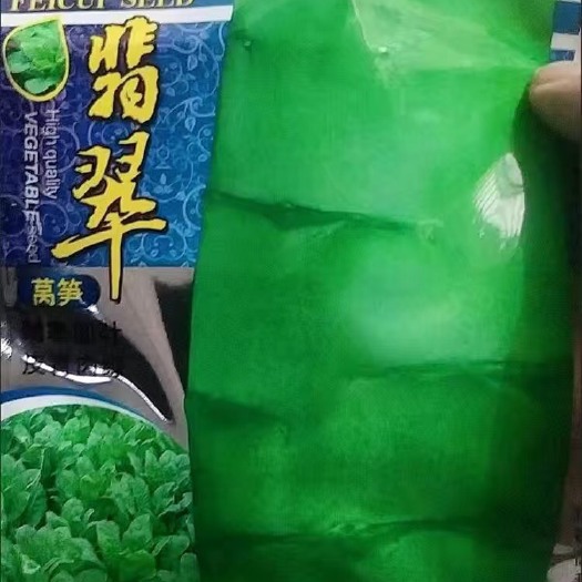 徐州种都高科翡翠莴笋种子 耐寒性强 皮青肉绿 适合秋季越冬早春栽
