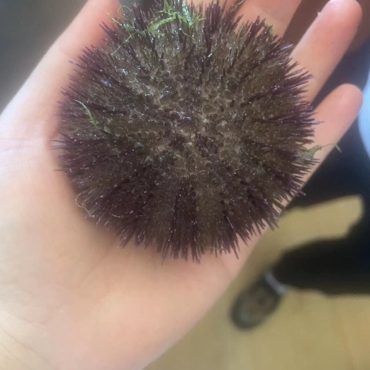 荣成市马粪海胆出货