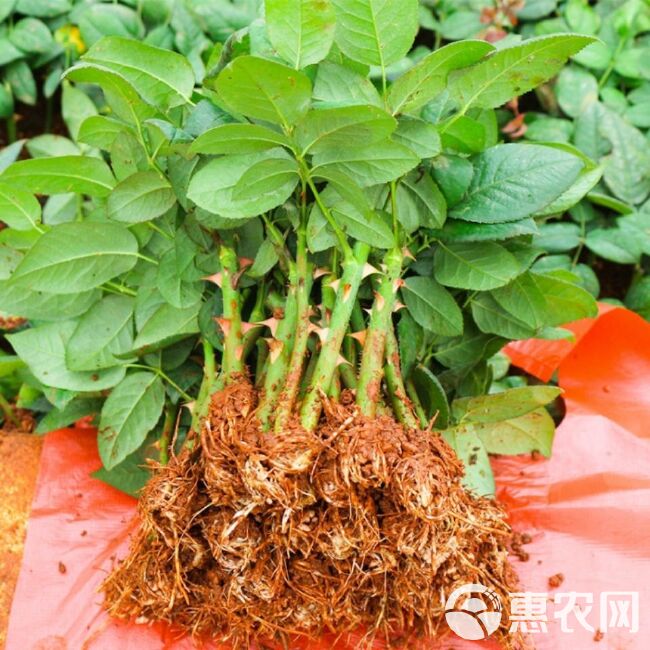 5万棵玫瑰花苗四季开花大花云南直发阳台庭院盆栽花卉月季