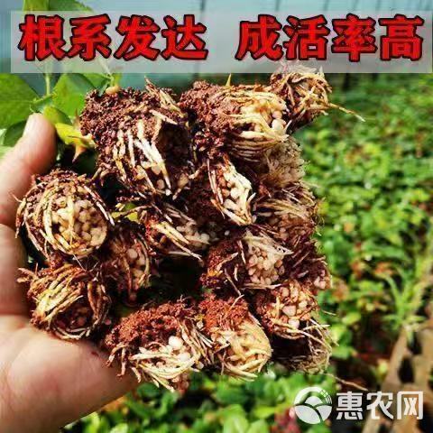 5万棵玫瑰花苗四季开花大花云南直发阳台庭院盆栽花卉月季