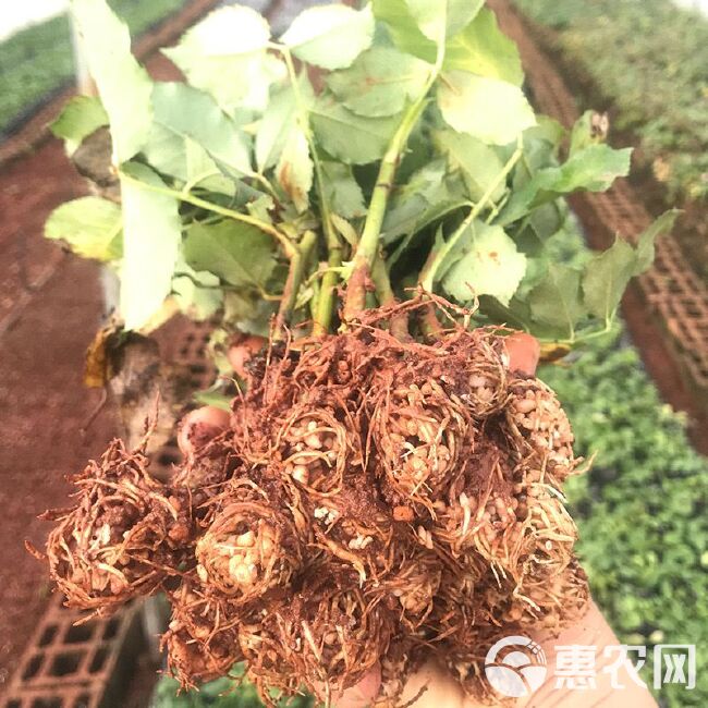 新品曼塔 重奶油肯尼亚玫瑰大花苗喜阳抗病植物月季庭院