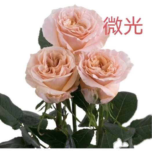 昆明【微光】新品大花玫瑰优质花苗四季开喜阳植物月季盆栽