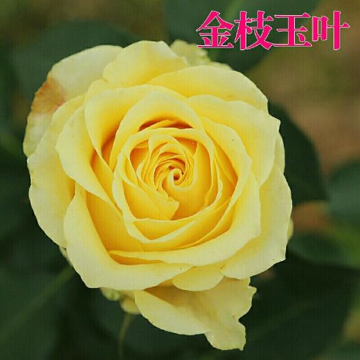 金枝玉叶玫瑰月季花苗四季开花大花切花扦插小苗阳台庭院盆栽