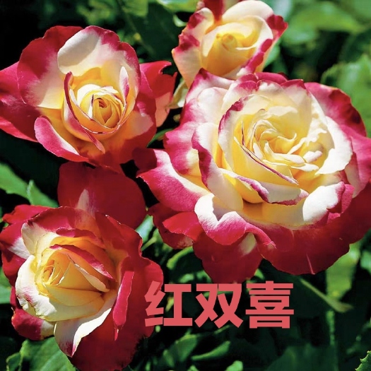 昆明红双喜月季家庭花卉大花浓香型四季绯扇玫瑰盆栽庭院阳台玫瑰