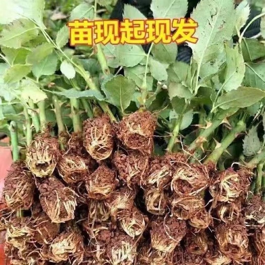 昆明1万棵玫瑰花苗 四季开花月季扦插小苗花卉绿化工程苗木花卉