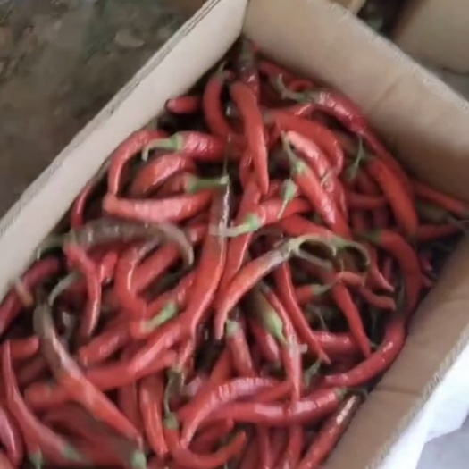 鸡泽县.惊鸿19大量上市可走市场 可走加工厂大量现货 需要的联系