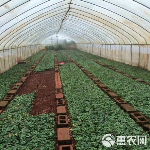 新品曼塔 重奶油肯尼亚玫瑰大花苗喜阳抗病植物月季庭院