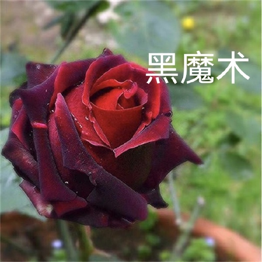 黑魔术 灌木大花月季苗 切花月季花苗 盆栽四季开花玫瑰花