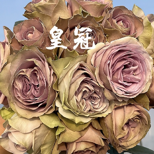 昆明皇冠月季切花灌木大花抗病勤花苗商改名紫禁城罗马新娘塔菲