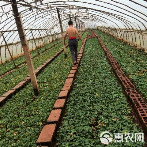 新品曼塔 重奶油肯尼亚玫瑰大花苗喜阳抗病植物月季庭院