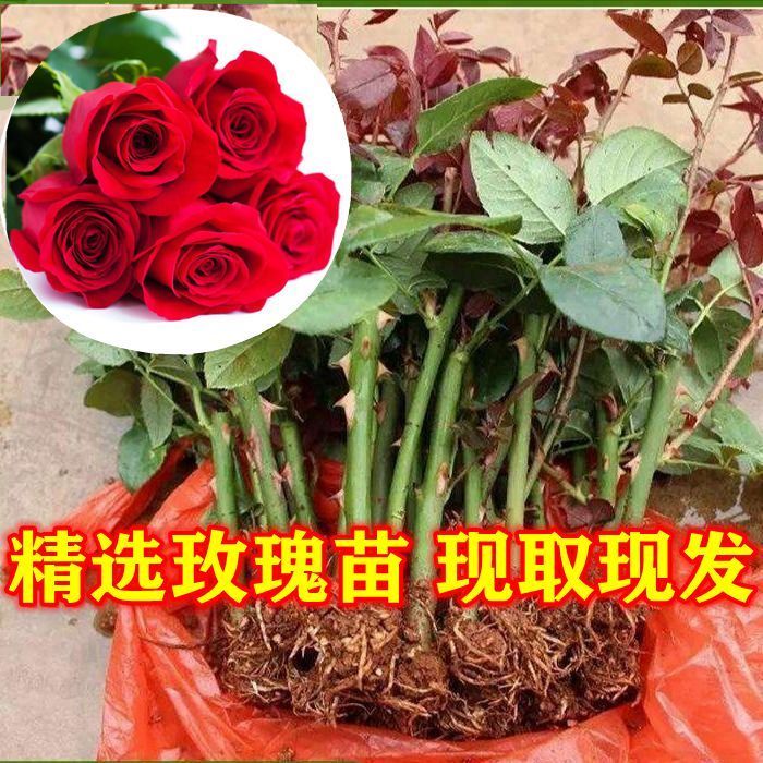 5000棵云南玫瑰花苗四季开花月季耐寒浓香型室内庭院种植