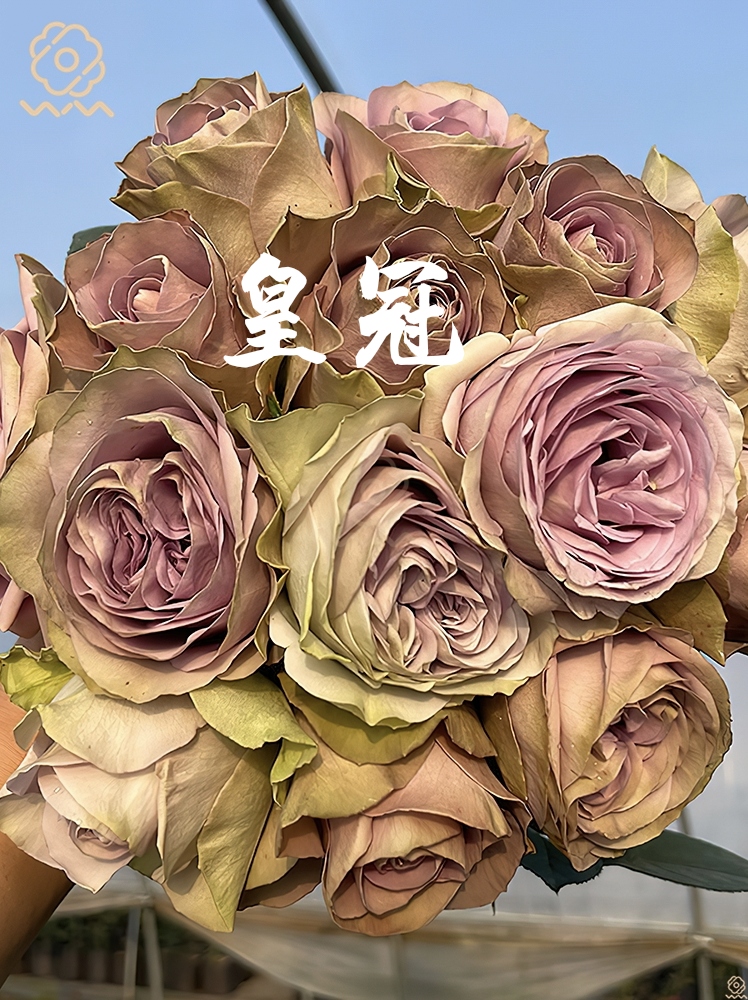 皇冠月季切花灌木大花抗病勤花苗商改名紫禁城罗马新娘塔菲